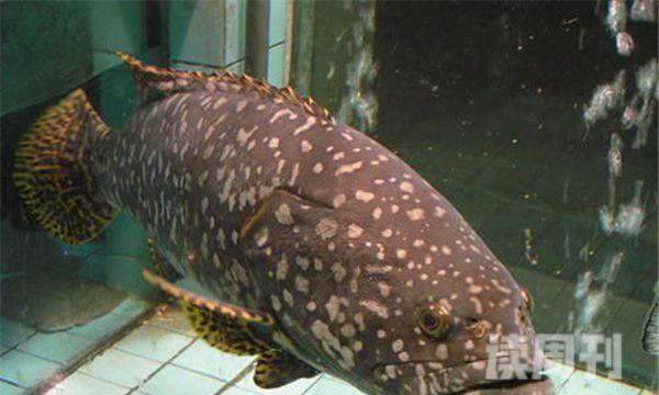 世界上最大的龙趸鱼最重多少斤 龙趸鱼体重超过了1500kg(5)