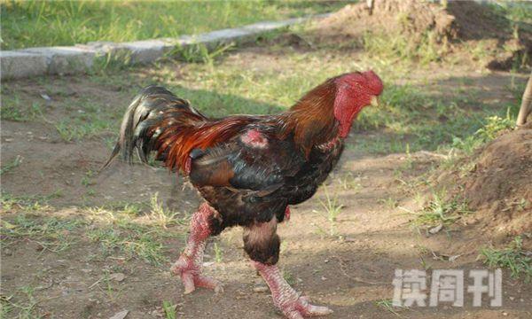 世界上鸡爪最大鸡是什么鸡 越南的东涛鸡(2)