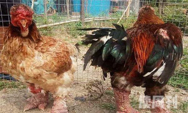 世界上鸡爪最大鸡是什么鸡 越南的东涛鸡(3)