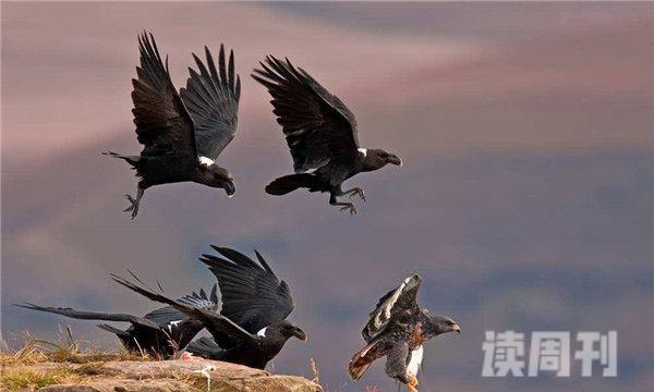 世界上最凶猛的飞禽（安第斯兀鹰会在飞行的途中进食一些动物的腐尸）