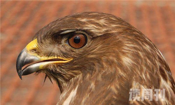 世界上最凶猛的飞禽（安第斯兀鹰会在飞行的途中进食一些动物的腐尸）(2)