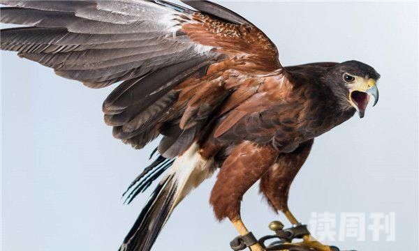 世界上最凶猛的飞禽（安第斯兀鹰会在飞行的途中进食一些动物的腐尸）(3)