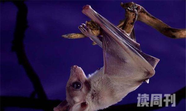 世界上最可怕的动物（蝙蝠身上有十几种能够置人于死地的病毒）(2)