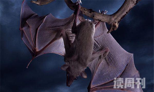 世界上最可怕的动物（蝙蝠身上有十几种能够置人于死地的病毒）(3)