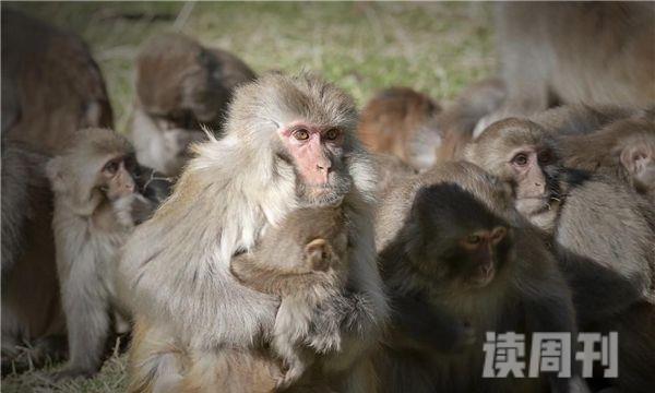 藏酋猴栖息环境（喜欢栖息在海拔2500米的地方）