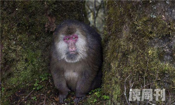 藏酋猴栖息环境（喜欢栖息在海拔2500米的地方）(2)