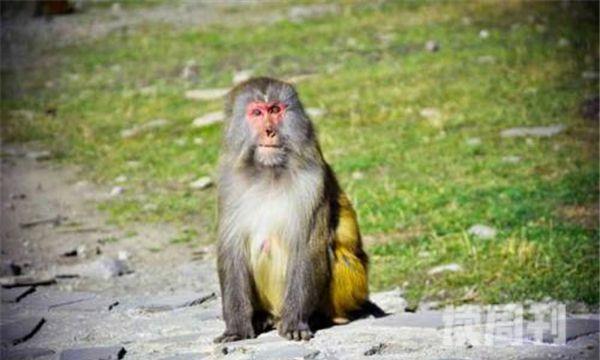 藏酋猴栖息环境（喜欢栖息在海拔2500米的地方）(3)