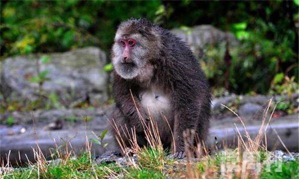 藏酋猴栖息环境（喜欢栖息在海拔2500米的地方）(5)