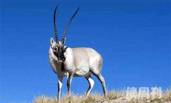 藏羚羊是生活在高原上还是平原上（藏羚羊的栖息环境）