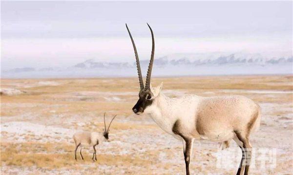 藏羚羊是生活在高原上还是平原上（藏羚羊的栖息环境）(3)