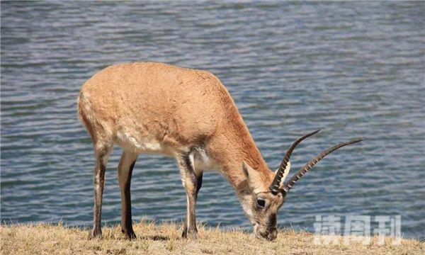 藏羚羊是生活在高原上还是平原上（藏羚羊的栖息环境）(4)