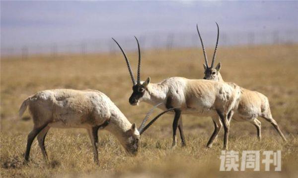 藏羚羊是生活在高原上还是平原上（藏羚羊的栖息环境）(5)