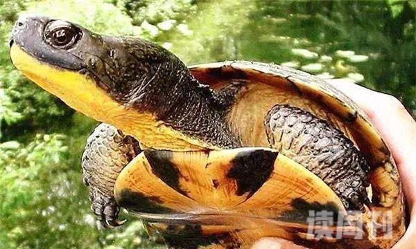 布氏拟龟繁殖方式（布氏拟龟全年都可以进行繁殖）