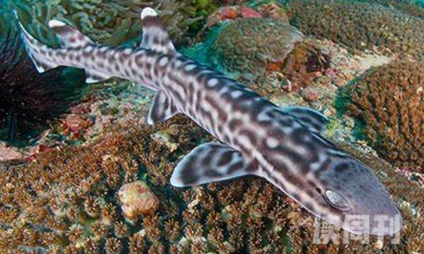 小斑猫鲨的外形特征 尾巴就占到了整个身体的三分之二