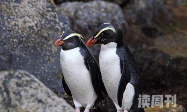 峡湾企鹅的外形特征 眼睛上长有明黄色的显眼羽毛