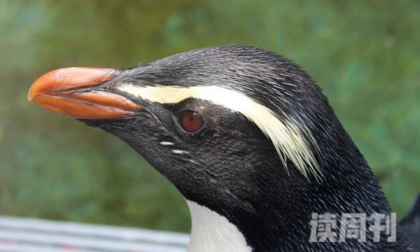 峡湾企鹅的外形特征 眼睛上长有明黄色的显眼羽毛(2)