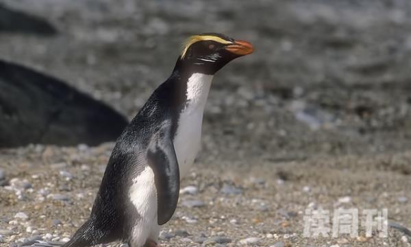 峡湾企鹅的外形特征 眼睛上长有明黄色的显眼羽毛(3)