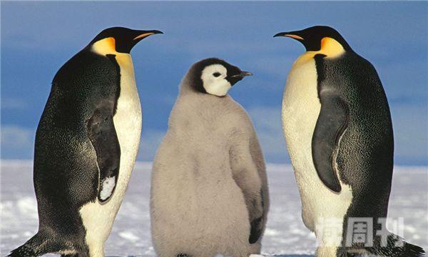 国王企鹅的主要分布范围（国王企鹅如何逃避敌人的追捕）(3)