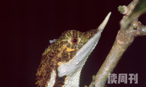 锡兰角鼻蜥的外形特征（锡兰角鼻蜥的生活习性）(4)