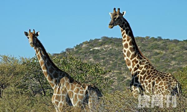西非长颈鹿的外形特征（西非长颈鹿的生活习性）(3)