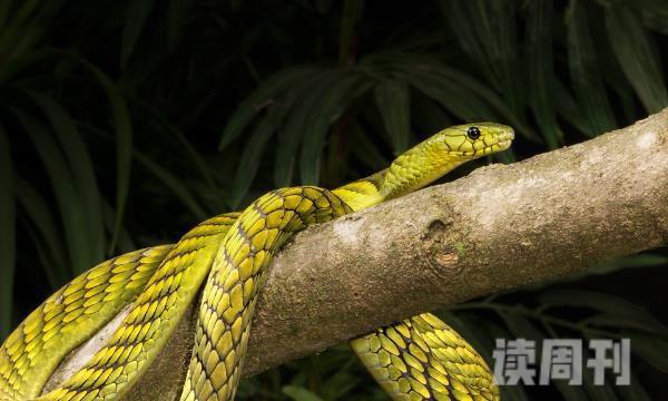 西部绿曼巴蛇的外形特征（通体都呈现黄绿色）