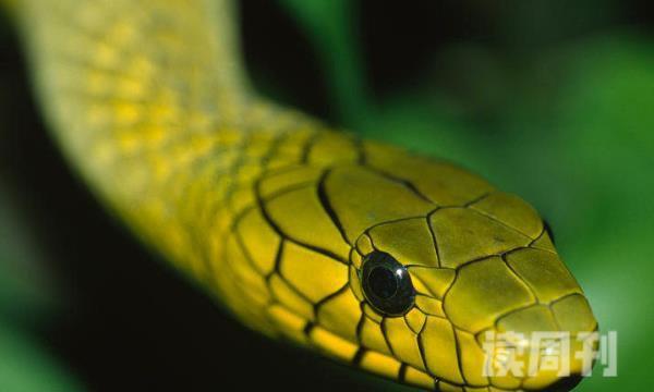 西部绿曼巴蛇的外形特征（通体都呈现黄绿色）(2)