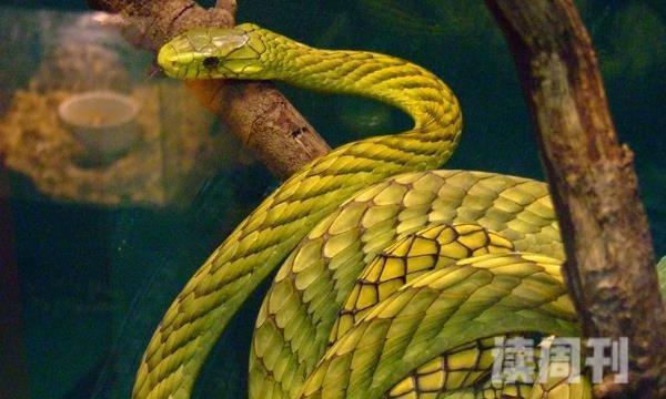 西部绿曼巴蛇的外形特征（通体都呈现黄绿色）(3)