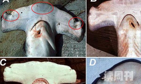 无沟双髻鲨的外形特征（无沟双髻鲨的生活习性）(2)