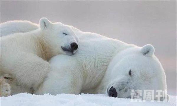熊类体型排行榜（北极熊是整个雄性生物中战斗力最为凶猛的）(1)