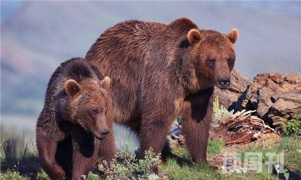 熊类体型排行榜（北极熊是整个雄性生物中战斗力最为凶猛的）(3)