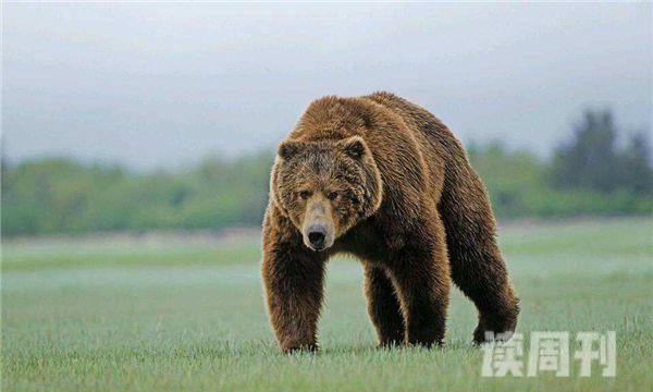 熊类体型排行榜（北极熊是整个雄性生物中战斗力最为凶猛的）(5)