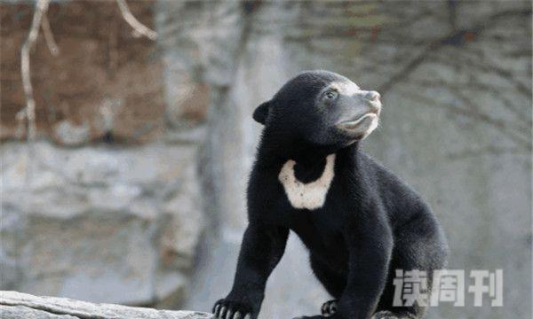 熊类体型排行榜（北极熊是整个雄性生物中战斗力最为凶猛的）(7)