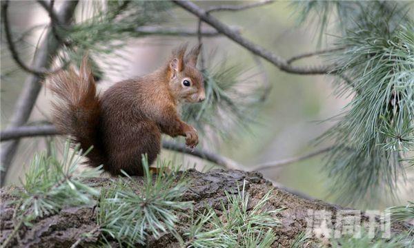 北美红松鼠图片（红松鼠吃什么）(2)