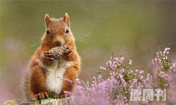 北美红松鼠图片（红松鼠吃什么）(4)