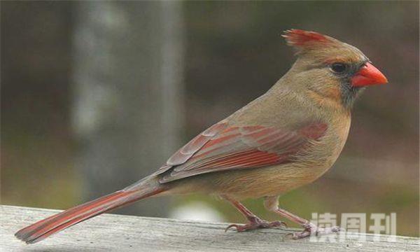 北美红雀雌雄区别（北美红雀的生活习惯）(2)