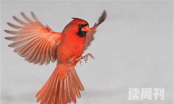 北美红雀雌雄区别（北美红雀的生活习惯）(3)