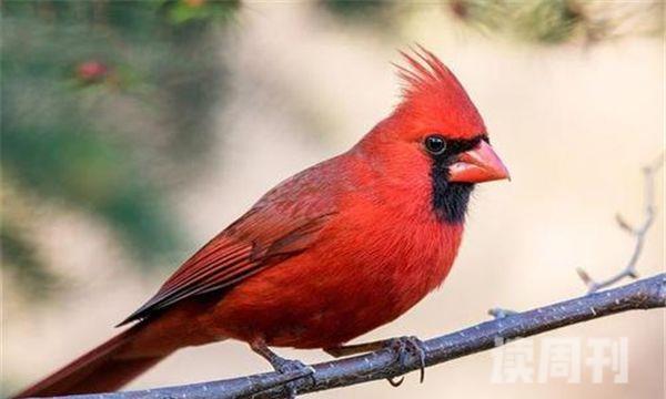 北美红雀雌雄区别（北美红雀的生活习惯）(5)