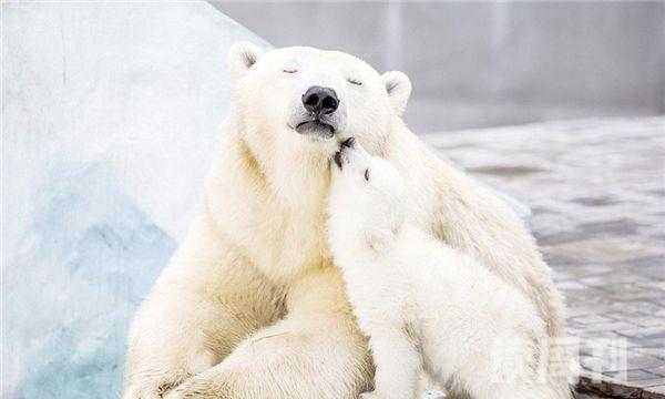 北极熊是不是濒临灭绝的动物（最 耐寒的动物是北极熊）(4)