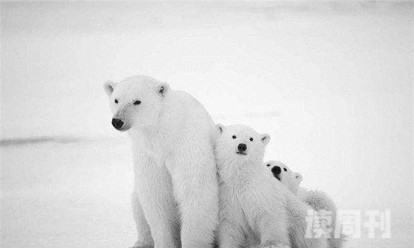 北极熊是不是濒临灭绝的动物（最 耐寒的动物是北极熊）(5)