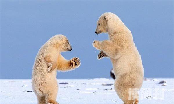 北极熊是不是濒临灭绝的动物（最 耐寒的动物是北极熊）(6)