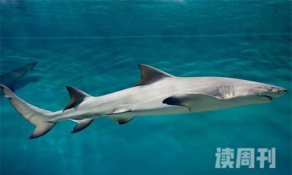 半带皱唇鲨的外形特征（半带皱唇鲨的肚子部位的颜色呈现灰色）(2)