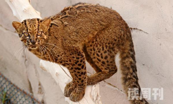 纹猫的外形特征（外形看起来和豹猫有很大的相似之处）(2)