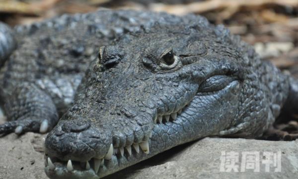危地马拉鳄的外形特征（吻部宽大厚实，全身呈现黑色）(4)
