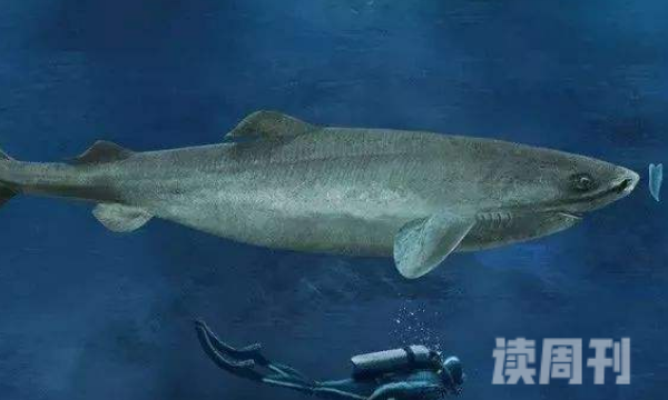 世界上最长寿的鲨鱼（成熟就需要100年寿命平均400岁）