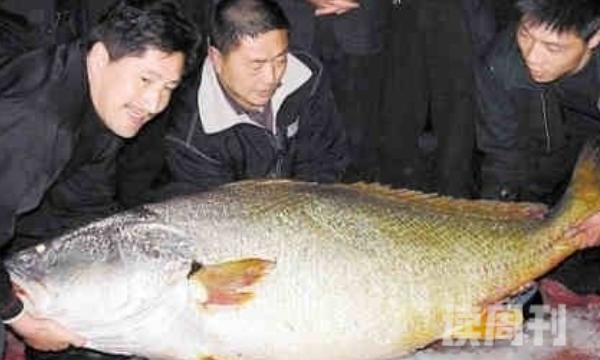 世界上最贵的海鲜（140斤拍出345万天价产自中国南海）