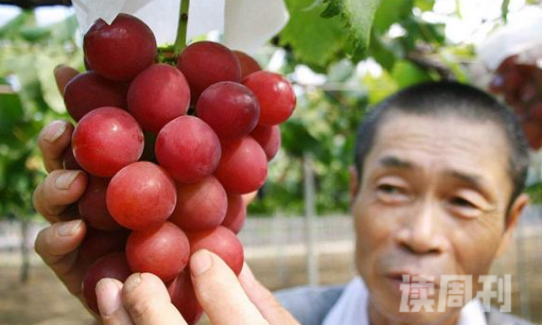 世界上最贵的葡萄（26颗高达7万元足足有乒乓球大小）(1)