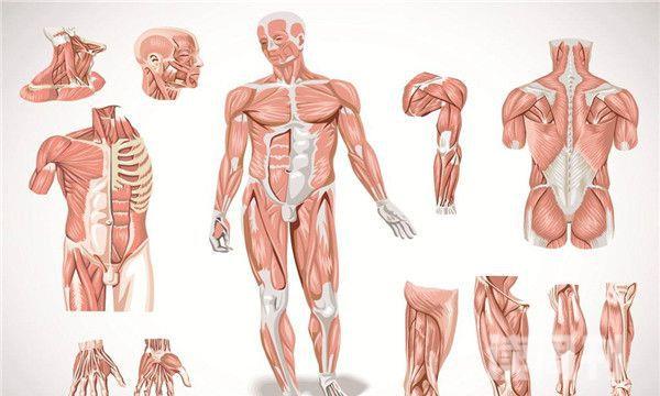人体总共有多少块肌肉（639块肌肉负责着人的基本生命活动）(3)