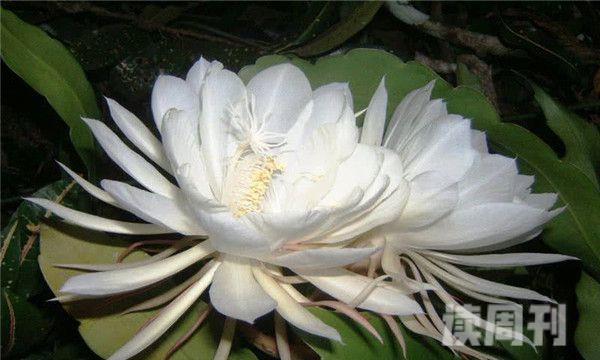 世界上最稀有的十种花（这十种花很是稀有相当罕见）(1)