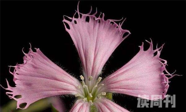 世界上最稀有的十种花（这十种花很是稀有相当罕见）(2)