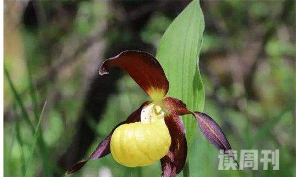世界上最稀有的十种花（这十种花很是稀有相当罕见）(7)